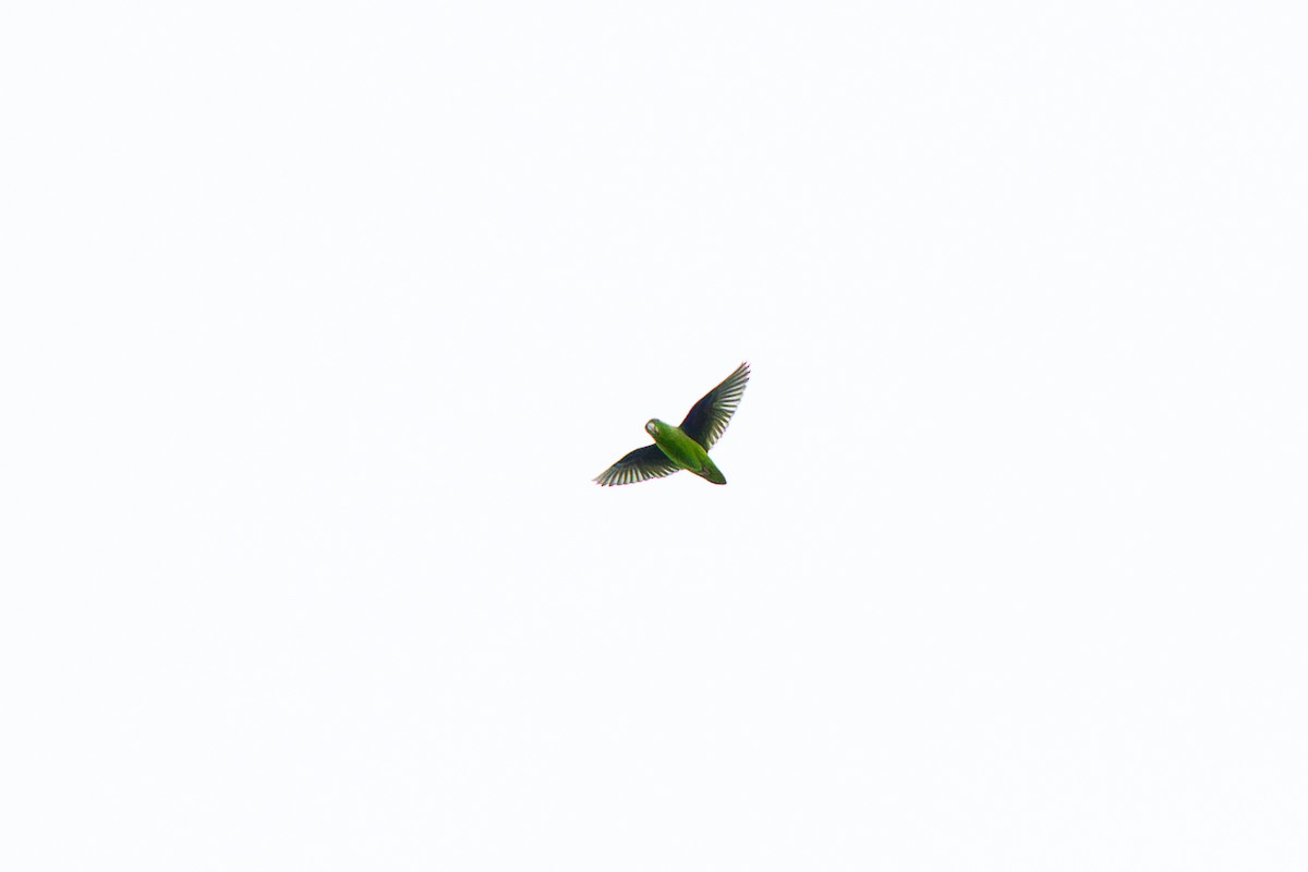 Green-rumped Parrotlet - ML658841817