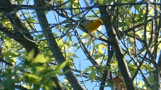Prothonotary Warbler - ML658844106