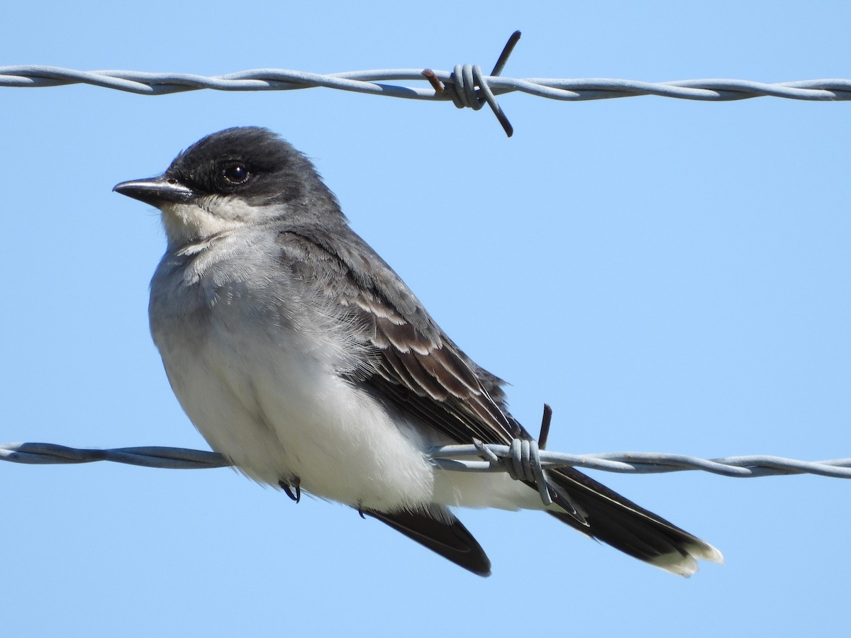 Eastern Kingbird - ML658844815