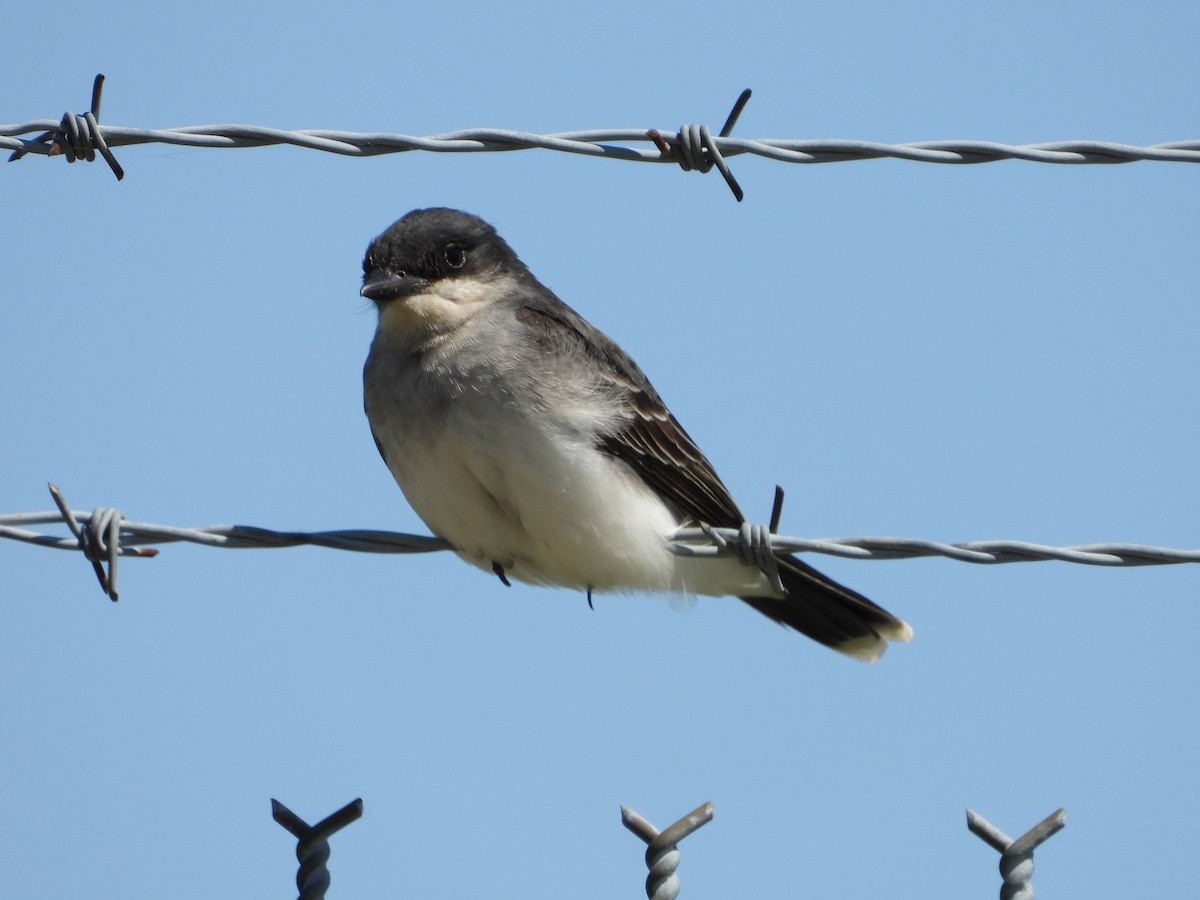 Eastern Kingbird - ML658844856