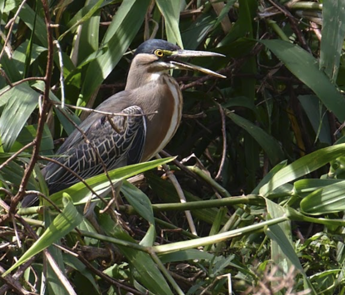 Striated Heron - ML658844993