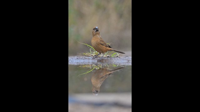 Ultramarine Grosbeak - ML658845616