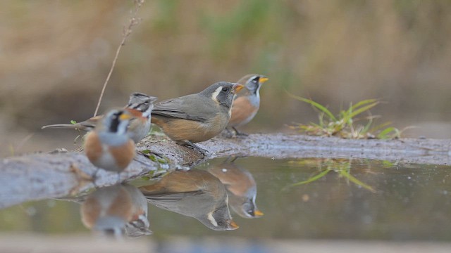 Golden-billed Saltator - ML658845625