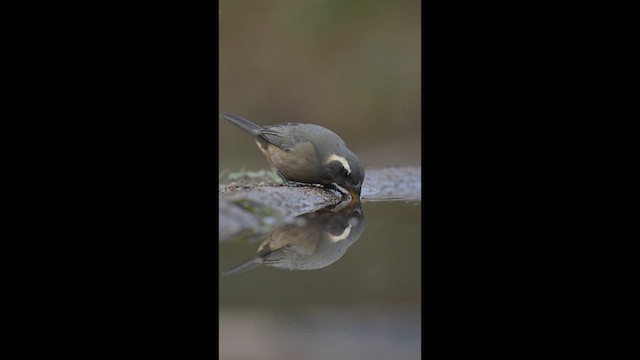 Golden-billed Saltator - ML658845626