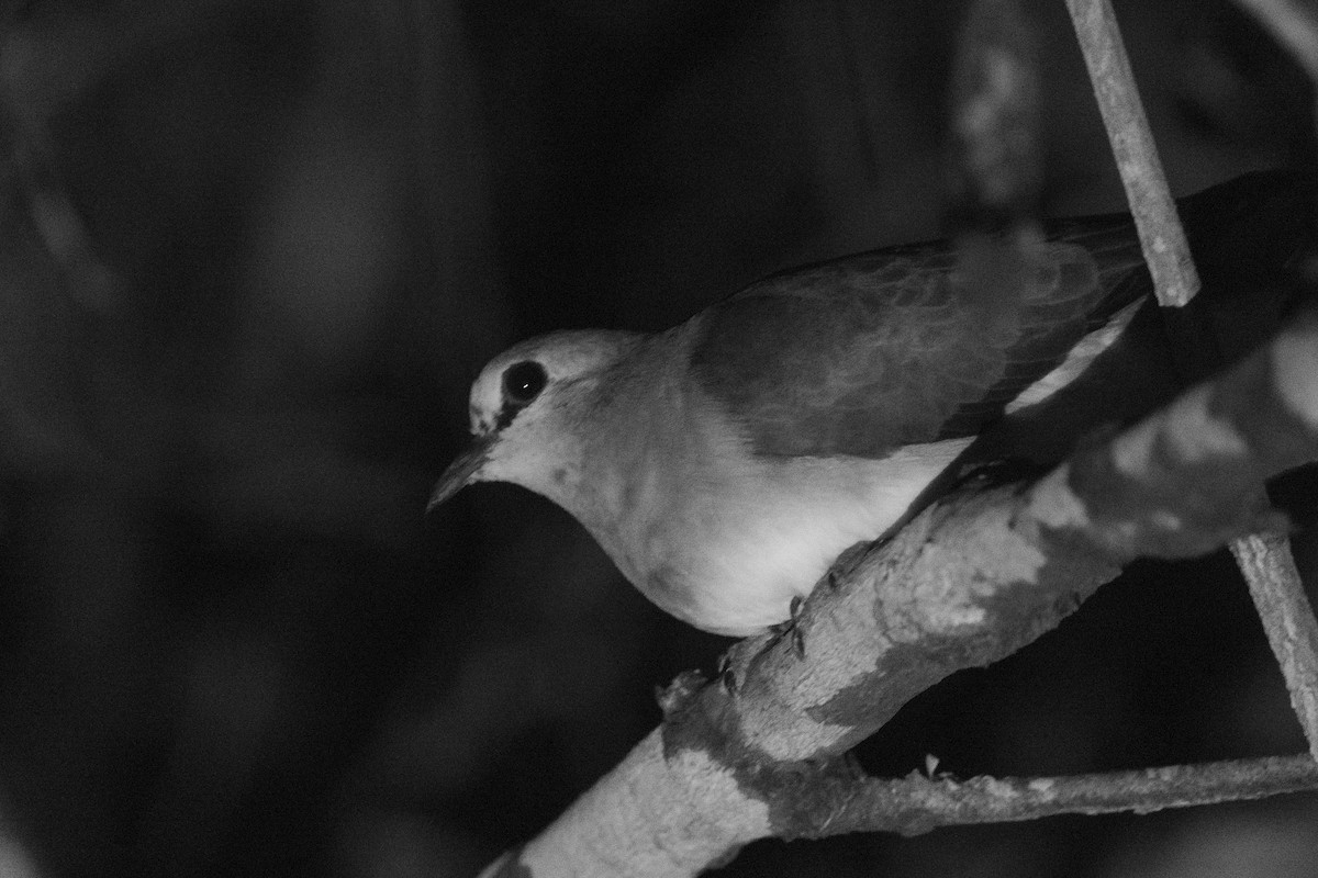 Namaqua Dove - ML658845817