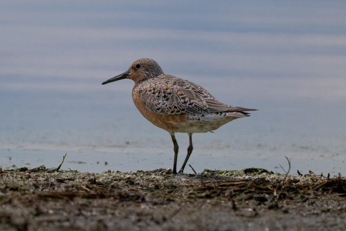Red Knot - ML658846766