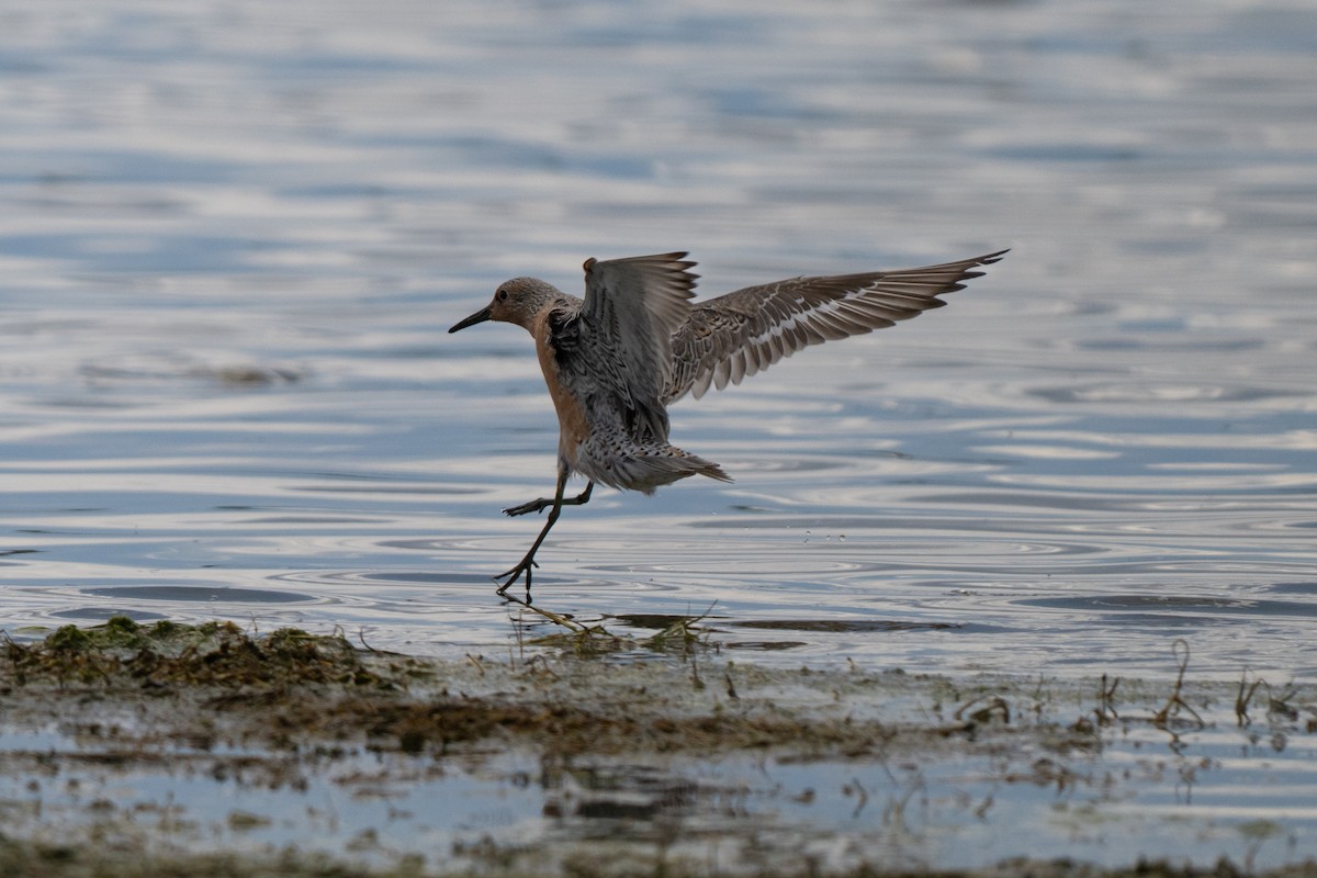 Red Knot - ML658846772