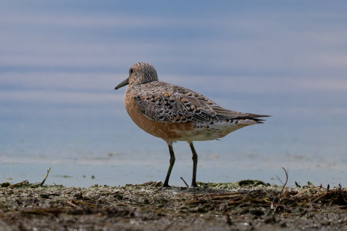 Red Knot - ML658846776