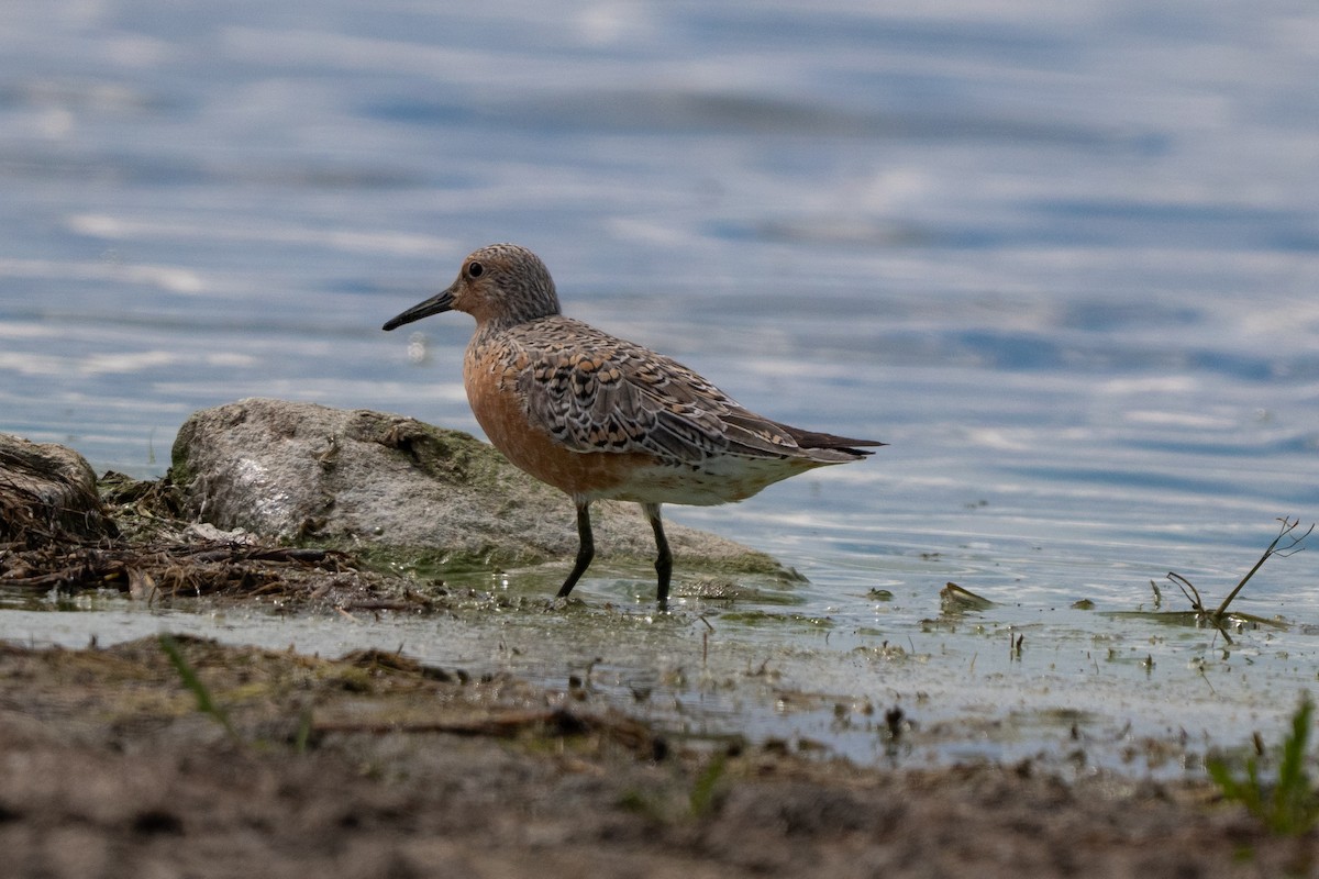 Red Knot - ML658846832