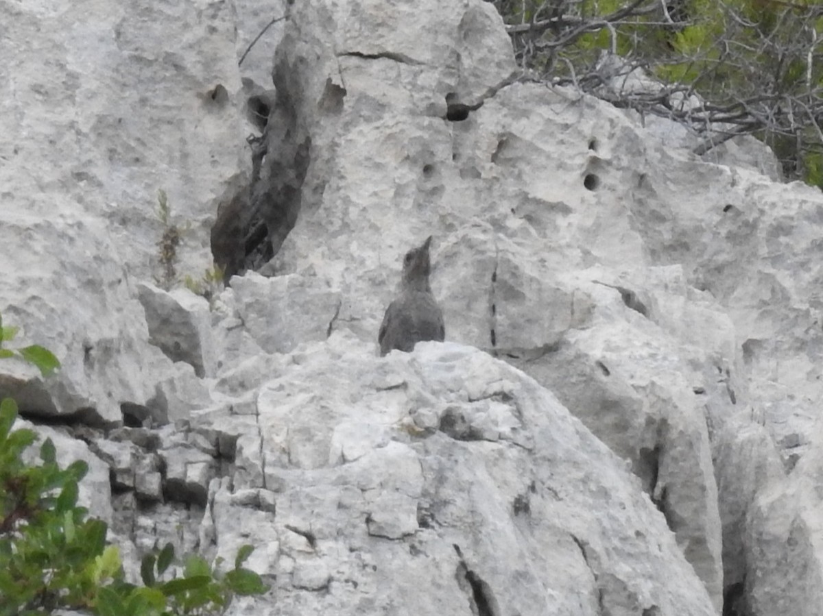 Passero solitario - ML658846898