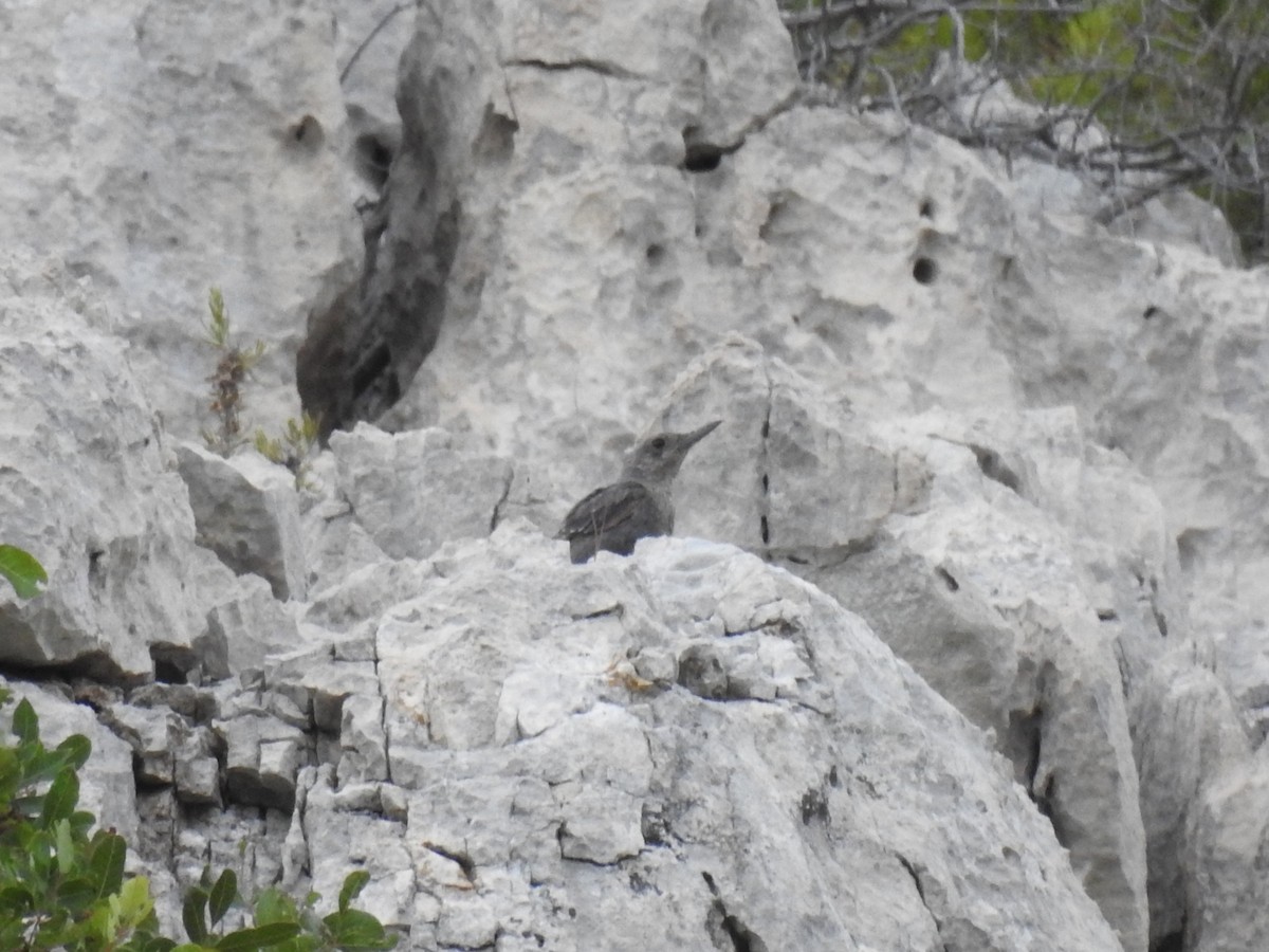 Passero solitario - ML658846899