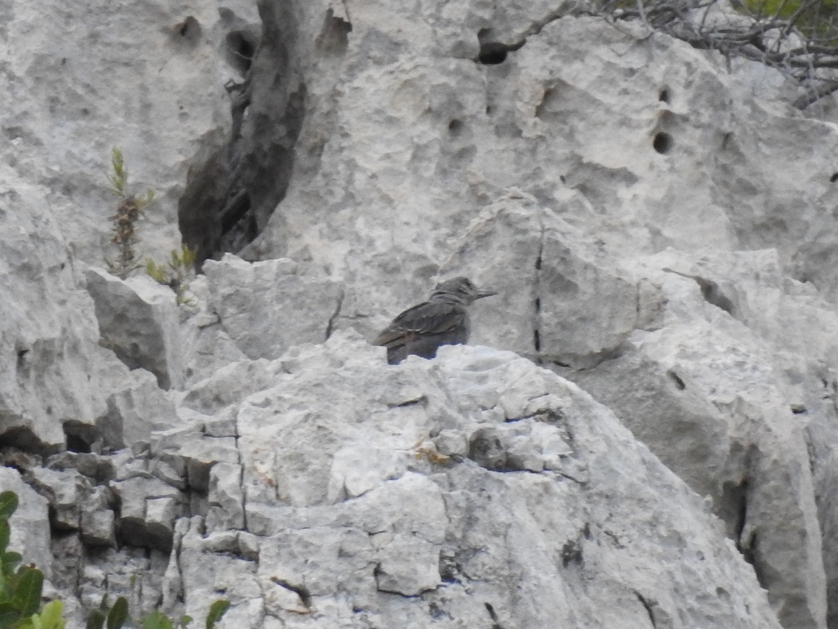 Passero solitario - ML658846900
