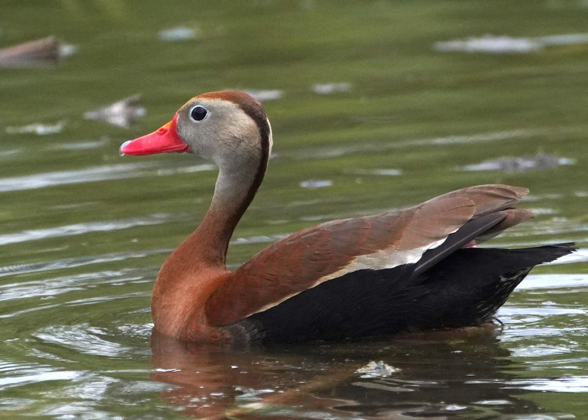 Zuhaitz-ahate mokogorria (fulgens) - ML658847072