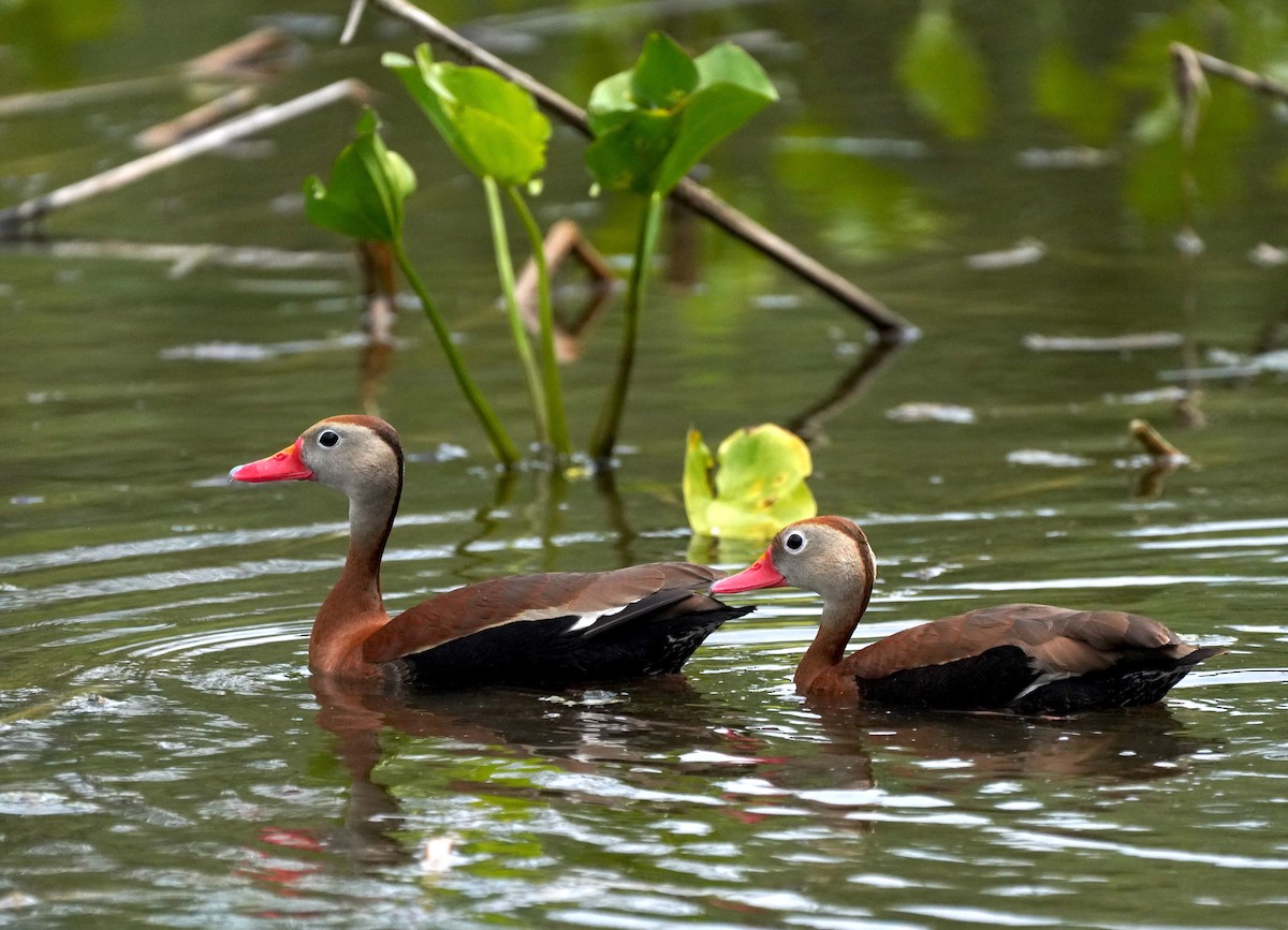 Zuhaitz-ahate mokogorria (fulgens) - ML658847088