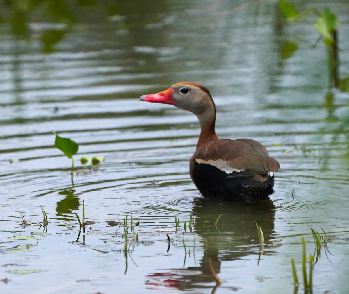 Zuhaitz-ahate mokogorria (fulgens) - ML658847095