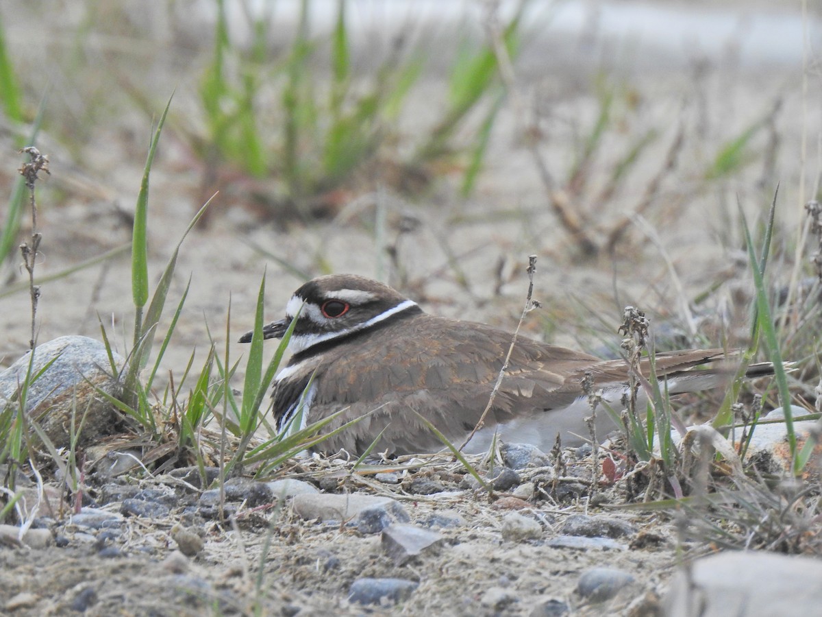 Killdeer - ML658847510