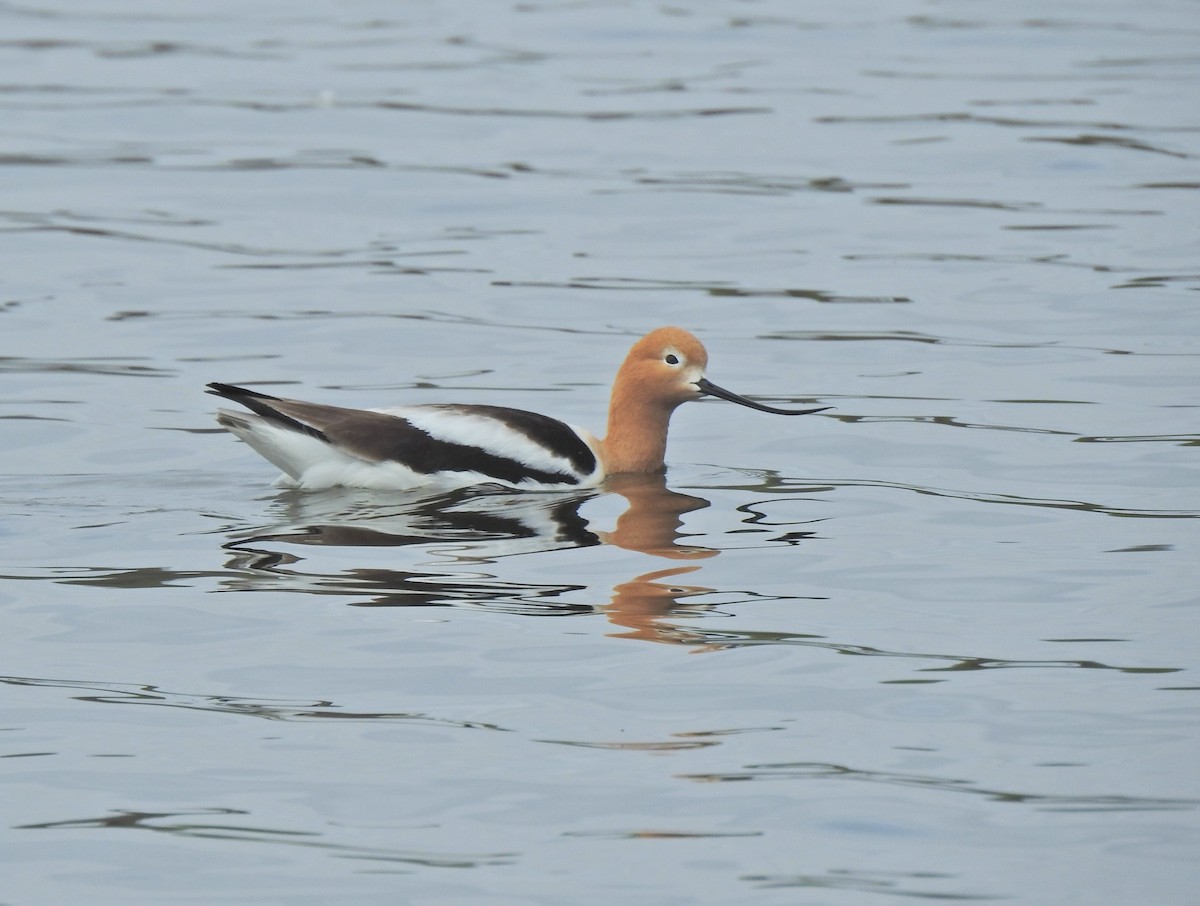 American Avocet - ML658847516
