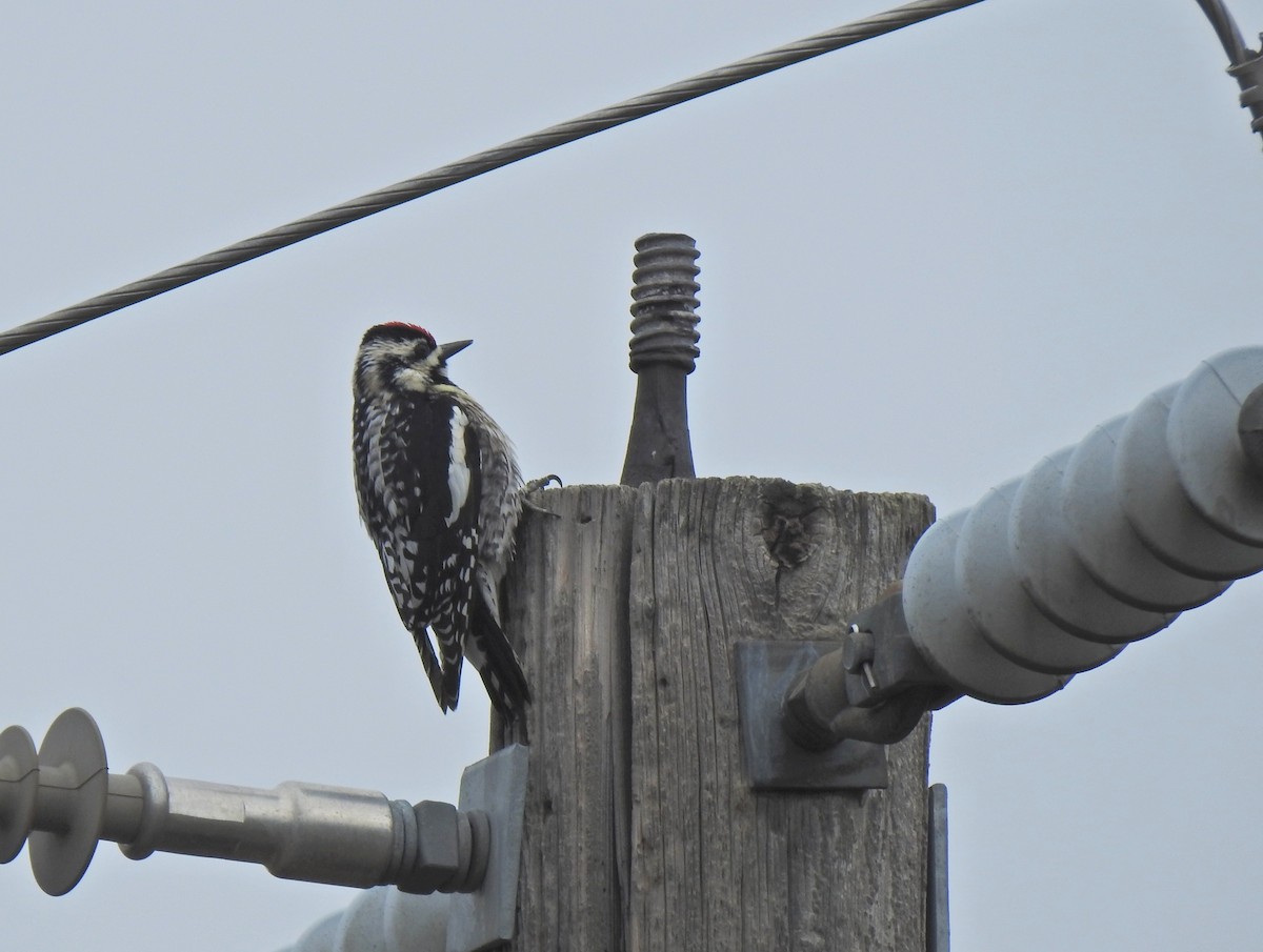 Yellow-bellied Sapsucker - ML658847523