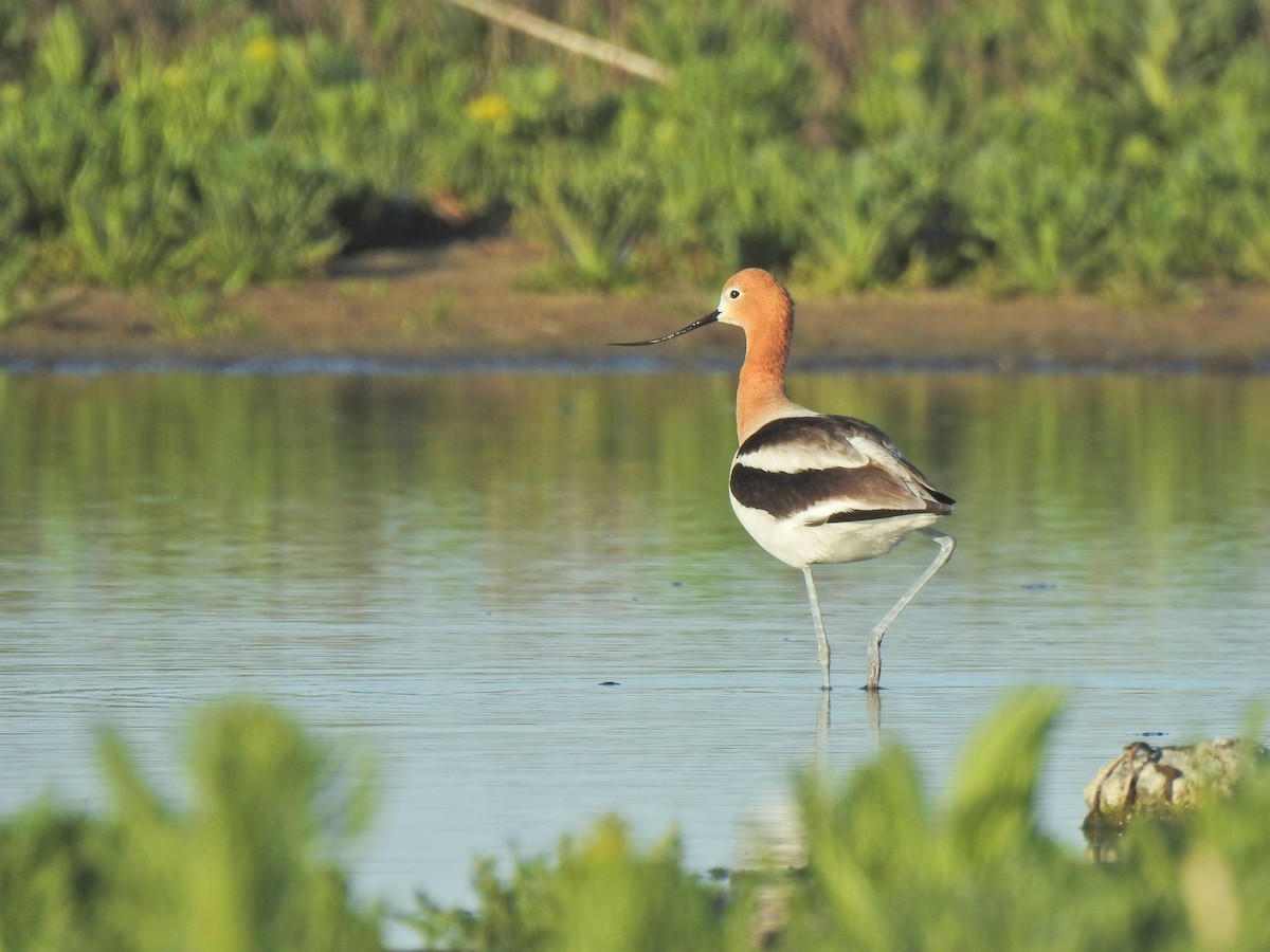 American Avocet - ML658847643