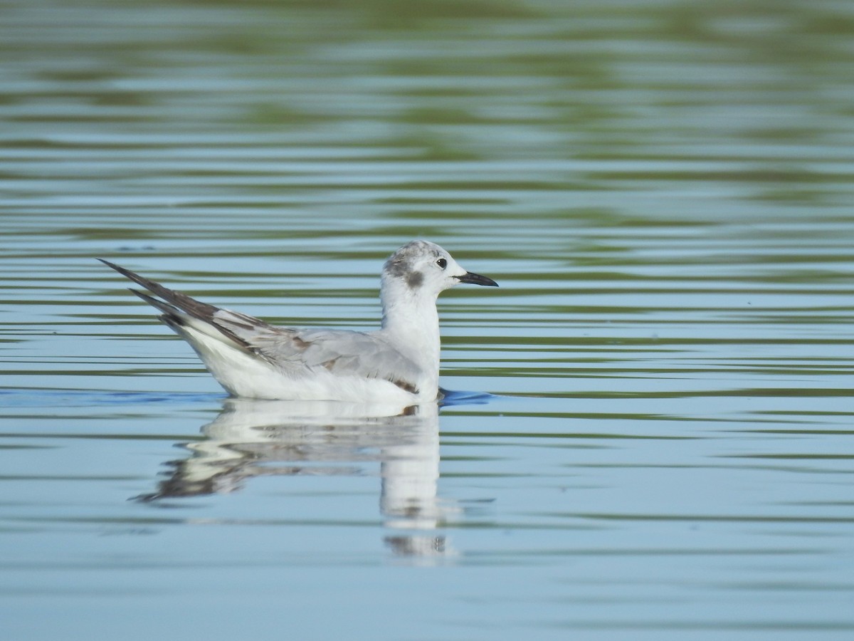 Bonaparte's Gull - ML658847645
