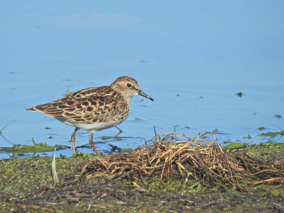 Least Sandpiper - ML658847656