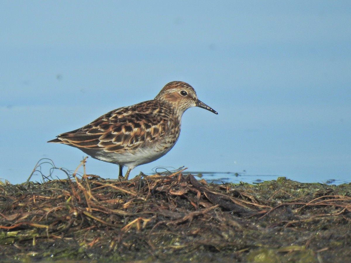 Least Sandpiper - ML658847658