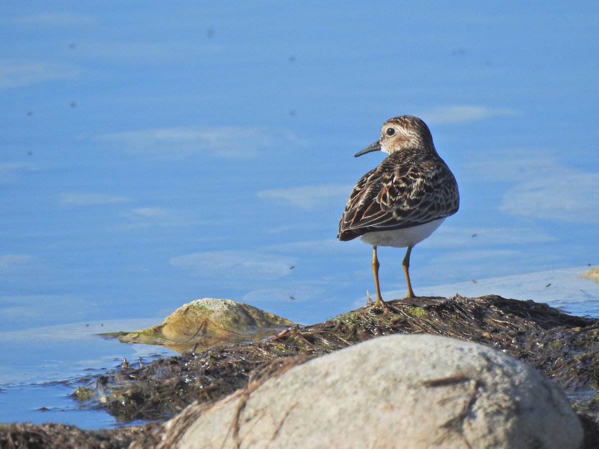 Least Sandpiper - ML658847659