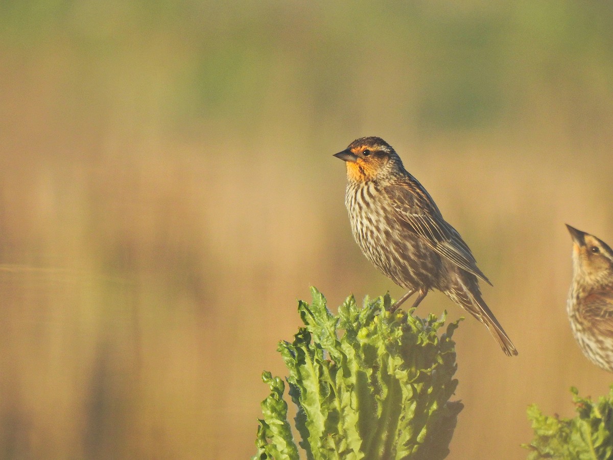 Red-winged Blackbird - ML658847671