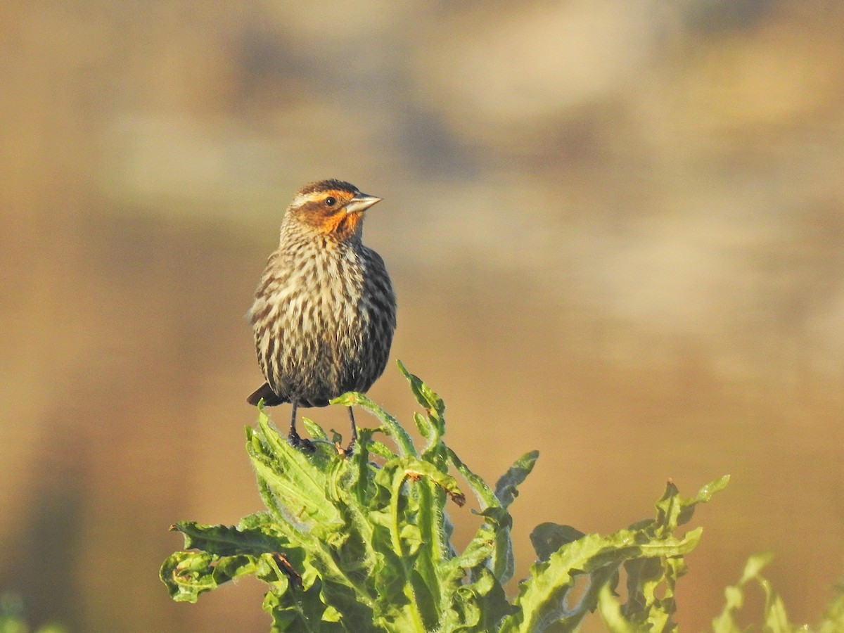 Red-winged Blackbird - ML658847673
