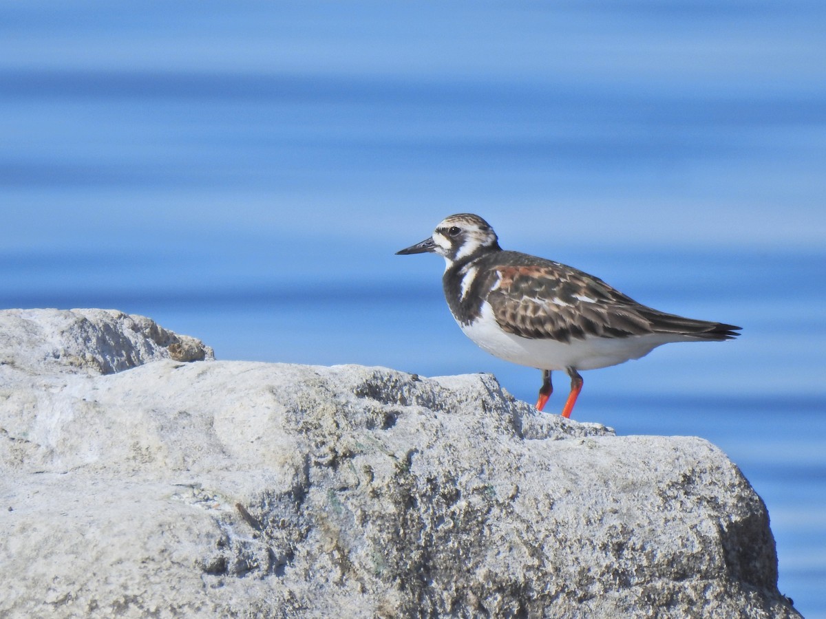 Ruddy Turnstone - ML658847686
