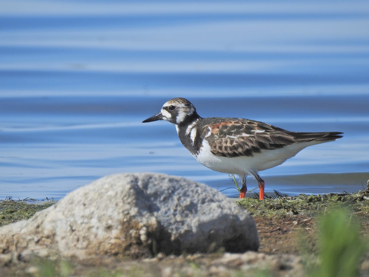 Ruddy Turnstone - ML658847687