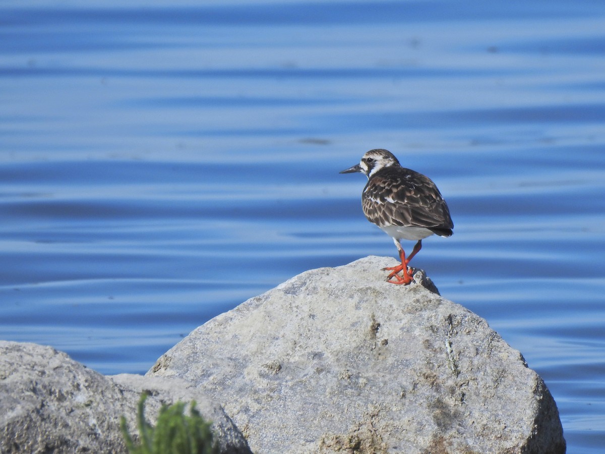 Ruddy Turnstone - ML658847691