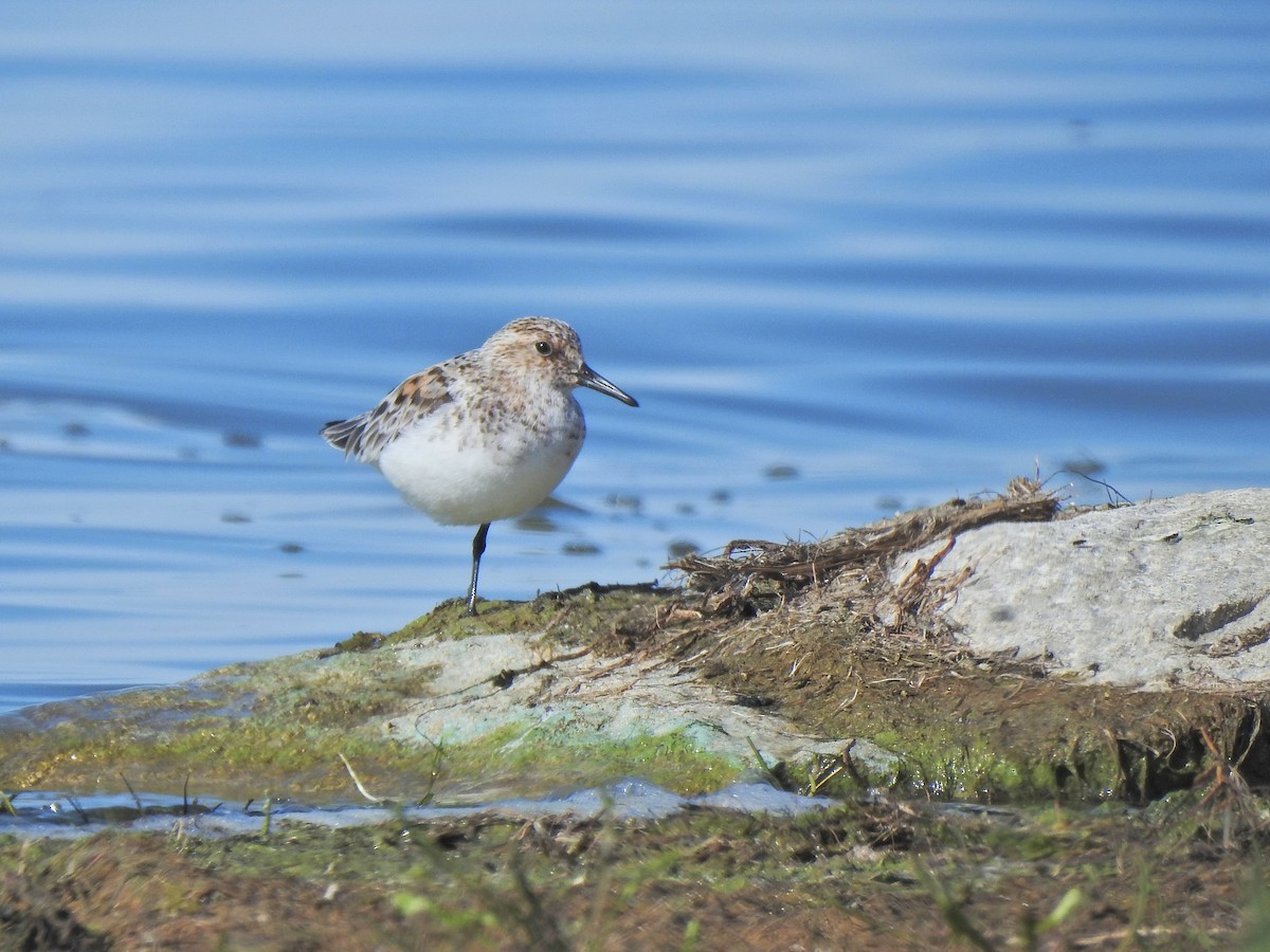Sanderling - ML658847699