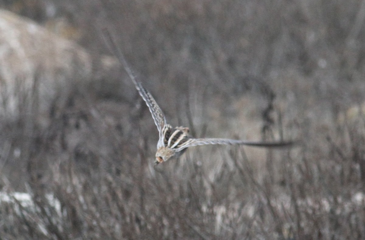 Wilson's Snipe - ML65884771