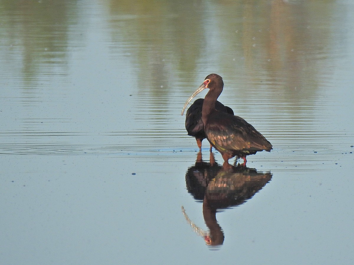 White-faced Ibis - ML658847710