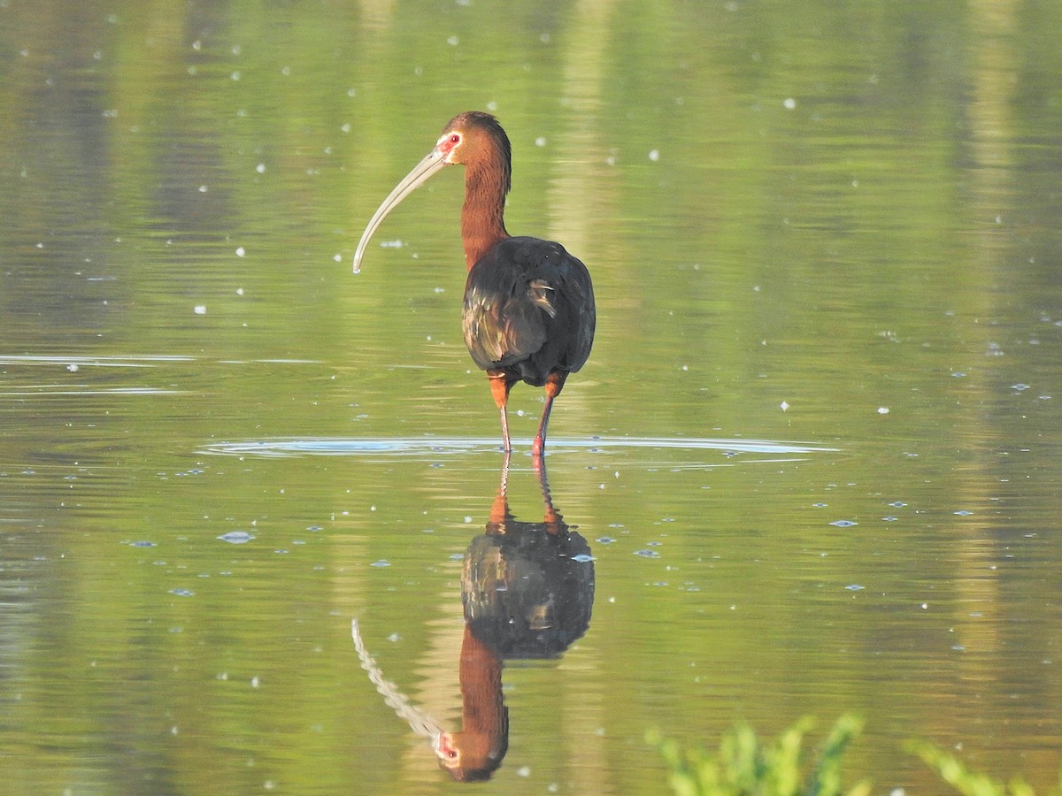 White-faced Ibis - ML658847712