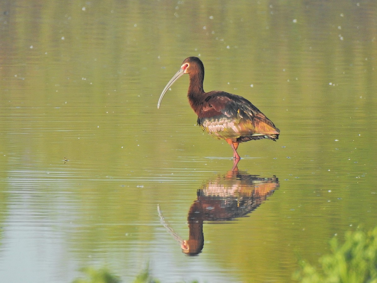 White-faced Ibis - ML658847713