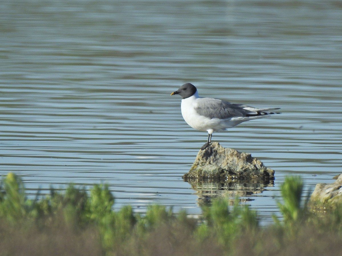 Sabine's Gull - ML658847819