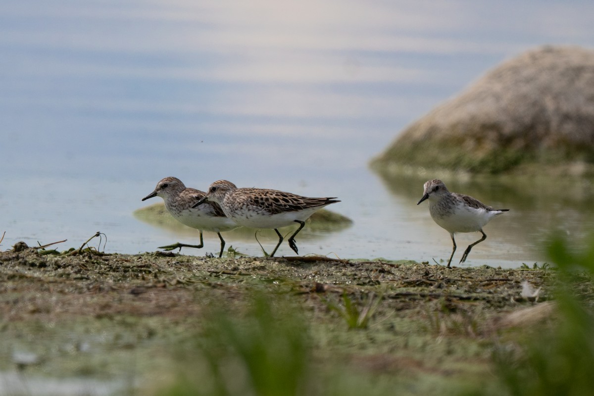 Semipalmated Sandpiper - ML658848121