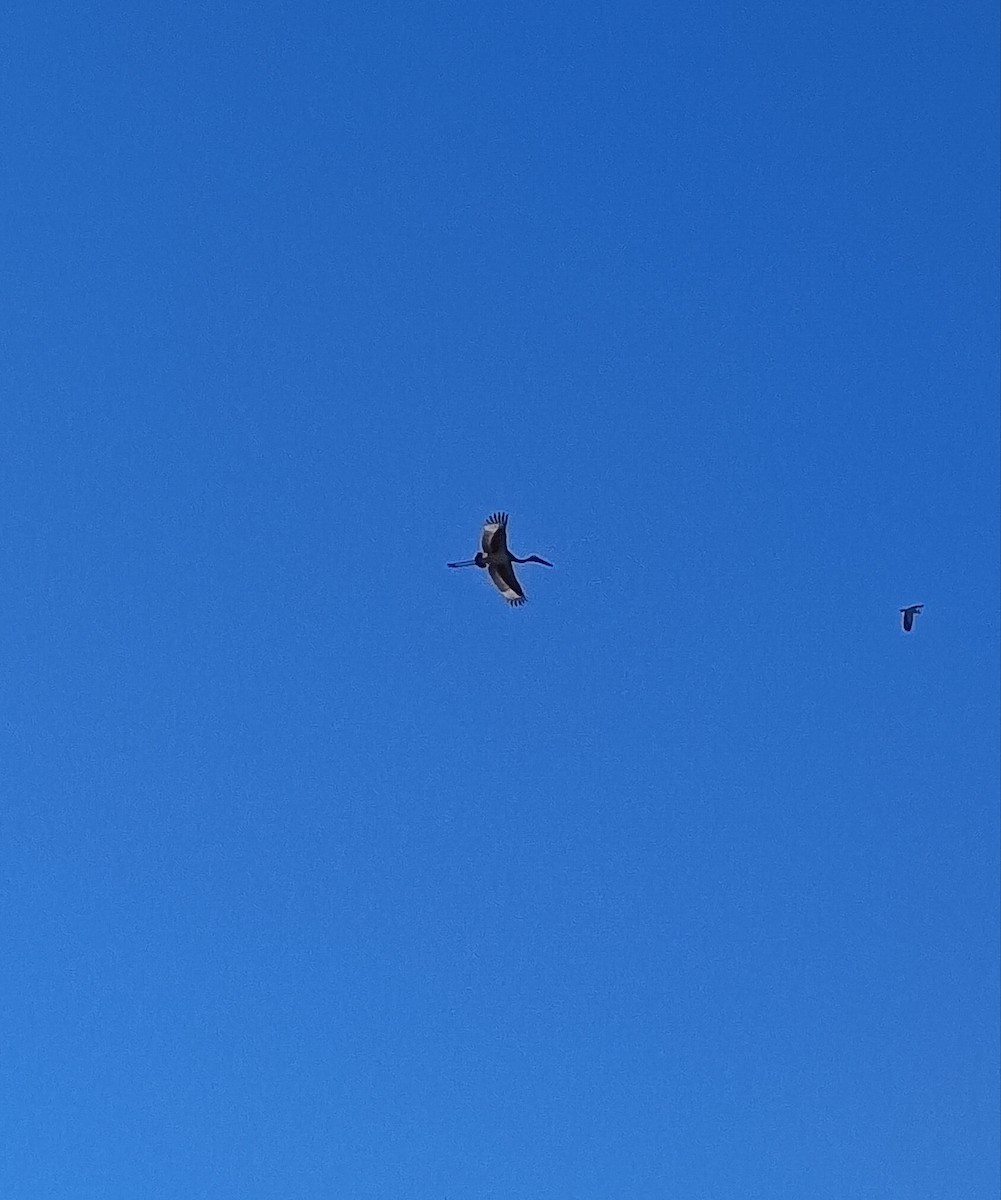 Black-necked Stork - ML658848752