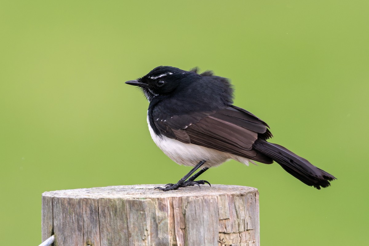 eBird Checklist - 31 May 2026 - Sundance Promenade Wetland - 16 species
