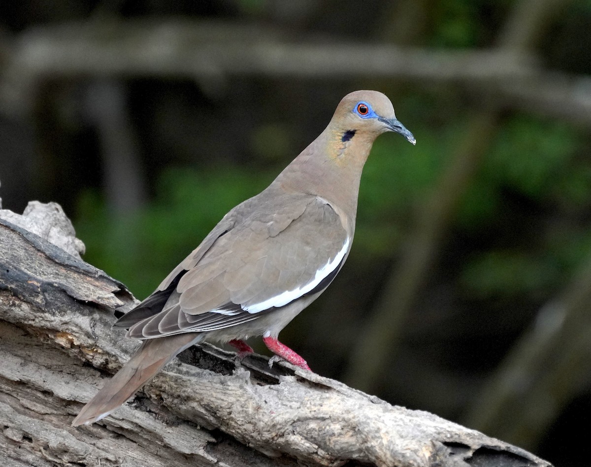 White-winged Dove - ML658849920
