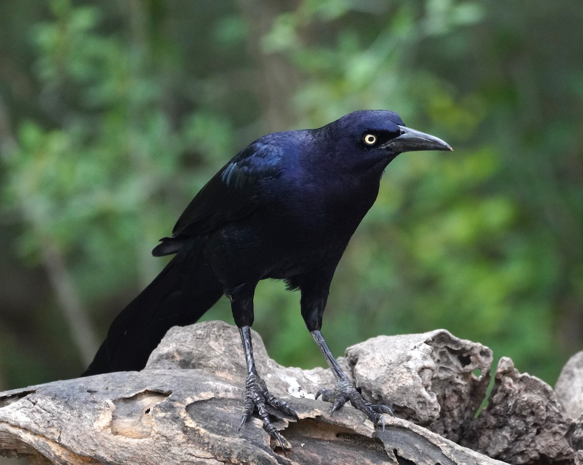 Great-tailed Grackle (Great-tailed) - ML658849947