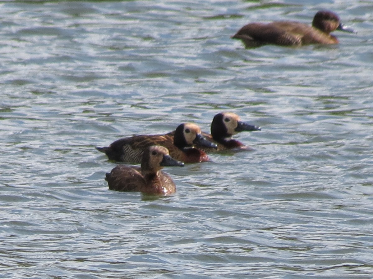 White-faced Whistling-Duck - ML658852730