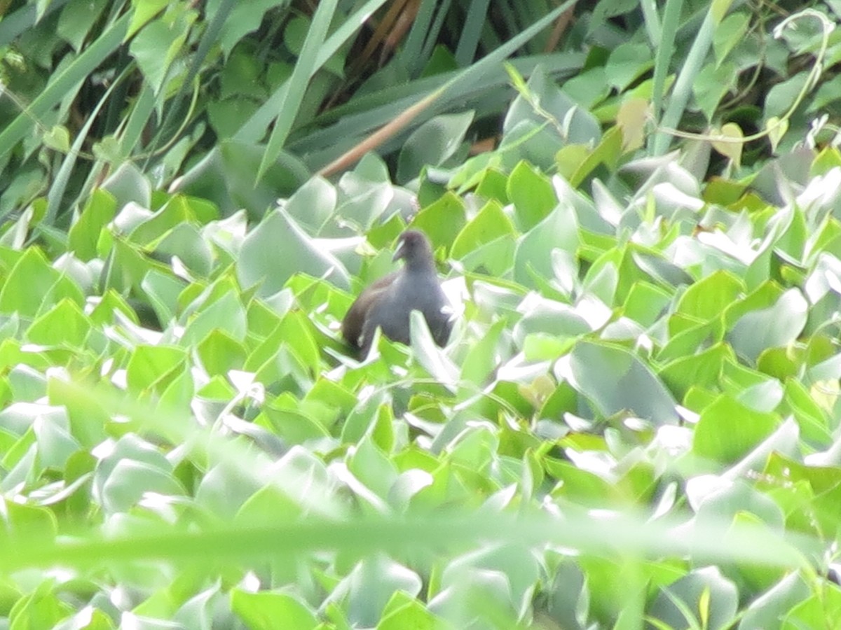 Eurasian Moorhen - ML658852776