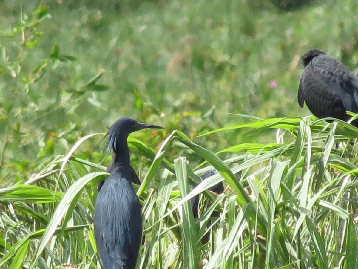 Black Heron - ML658852884