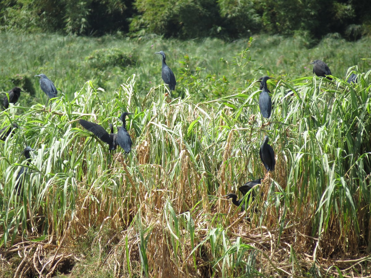 Black Heron - ML658852885