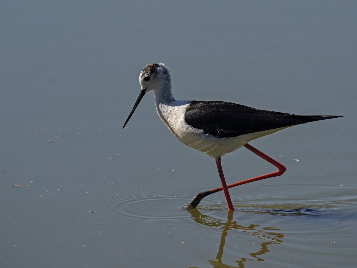 Black-winged Stilt - ML658853200
