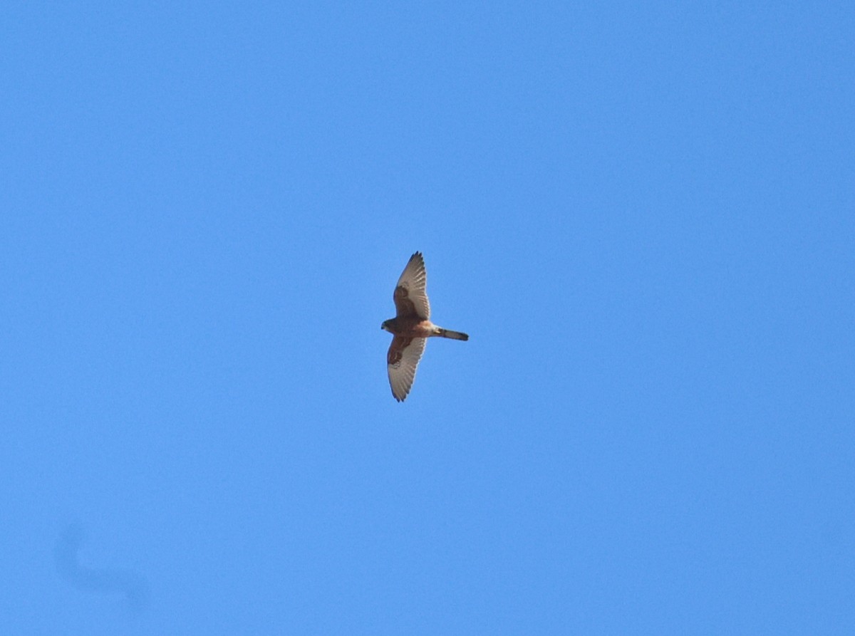 Malagasy Kestrel - ML658856035