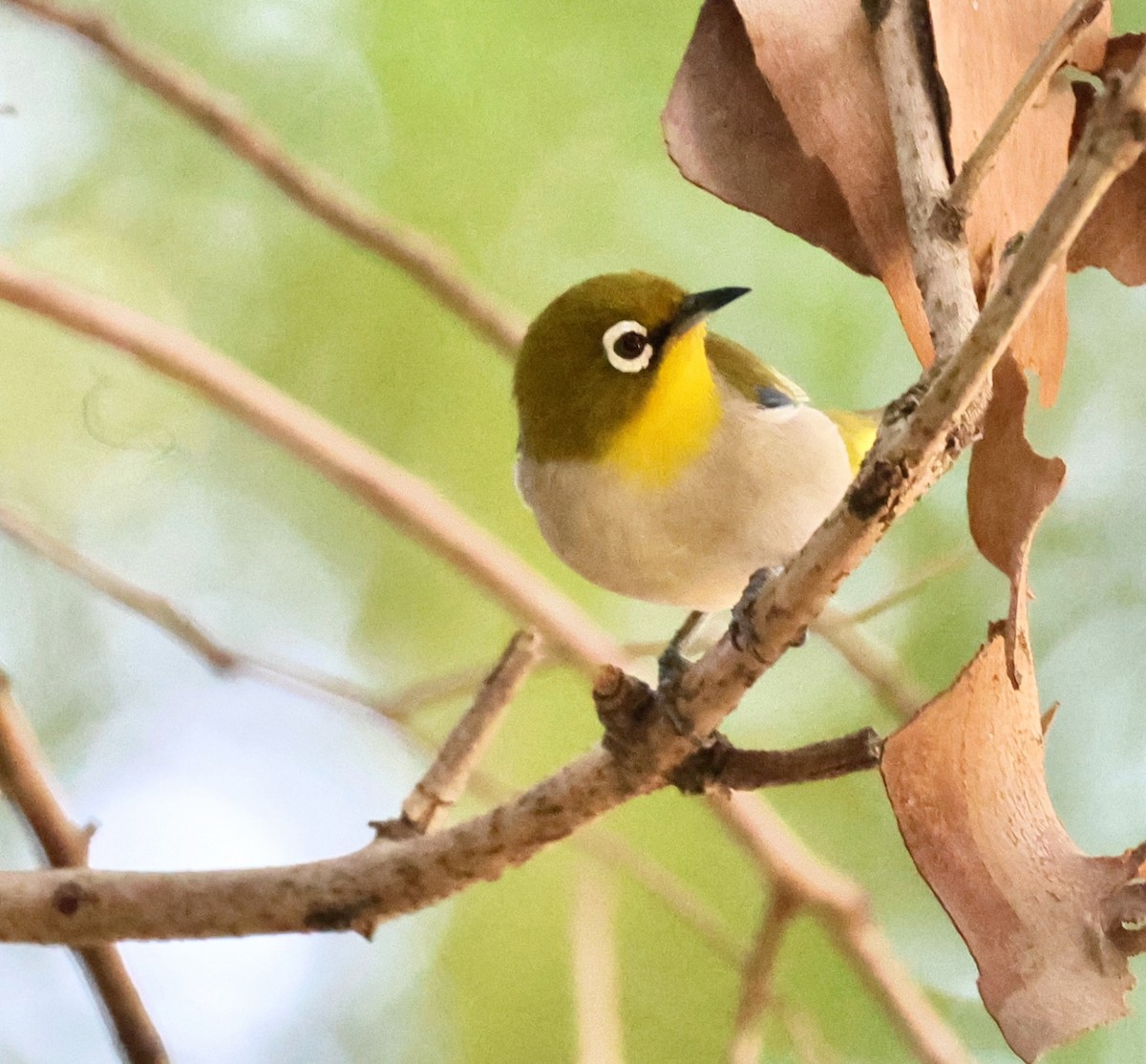 Malagasy White-eye - ML658856038